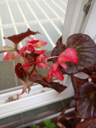 Planta de interior Begonia