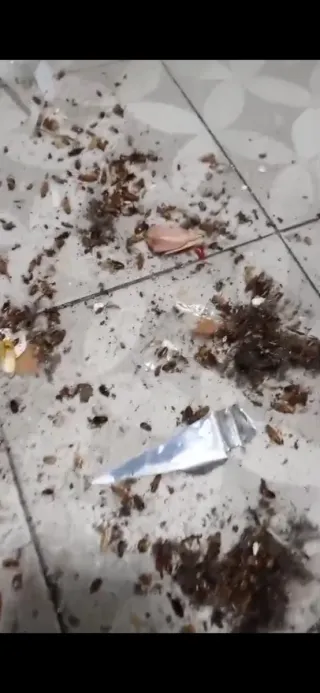 Limpieza en general y control de plagas