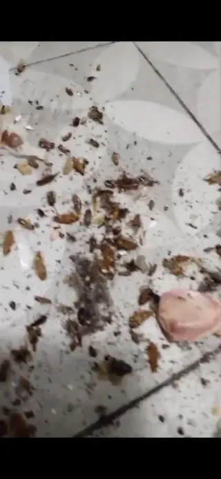 Limpieza en general y control de plagas