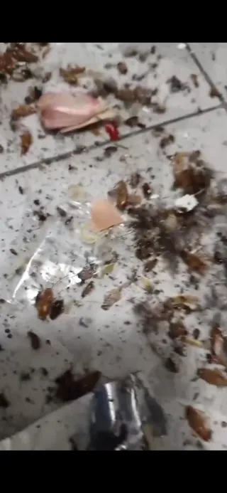 Limpieza en general y control de plagas