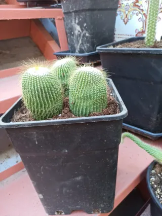 Cactus en maceta (3 unidades)