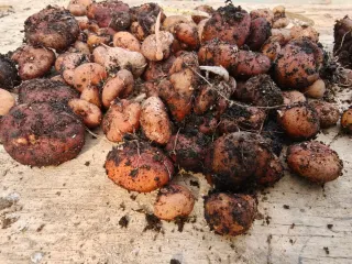 Bulbi di Ferraria Crispa