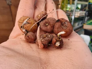 Bulbi di Ferraria Crispa