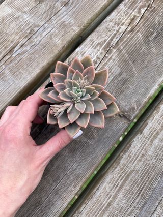 Planta Suculenta Graptopetalum Paraguayense
