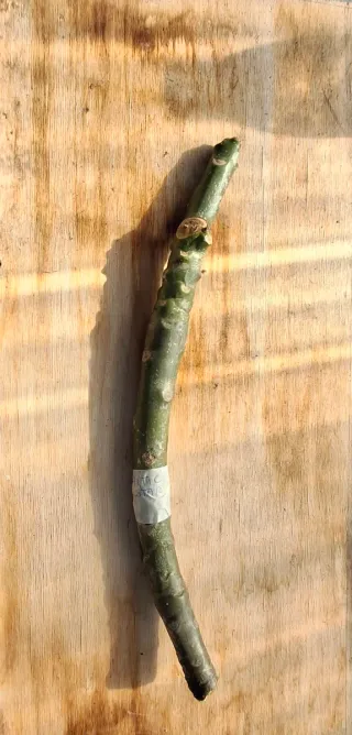 Artic star Talea di Plumeria