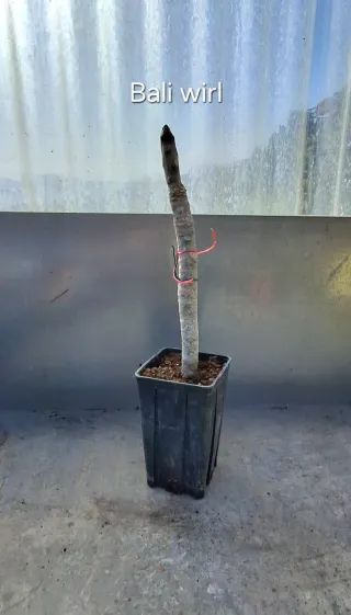 Jamaica fire talea plumeria