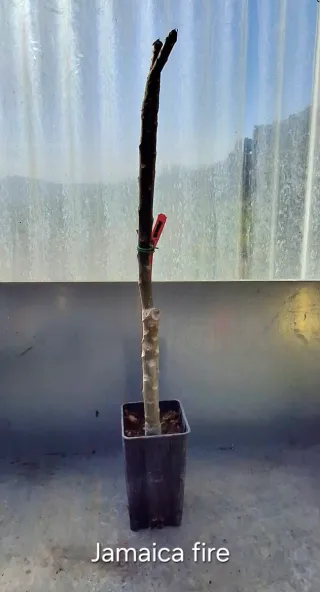 Jamaica fire talea plumeria