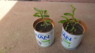 Pés de Pera Meloa trepadeira