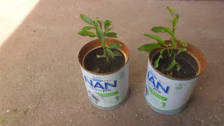 Pés de Pera Meloa trepadeira