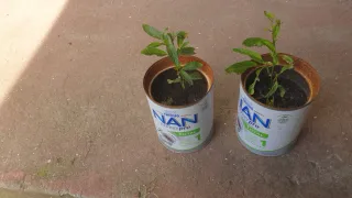 Pés de Pera Meloa trepadeira