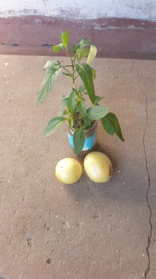 Pés de Pera Meloa trepadeira