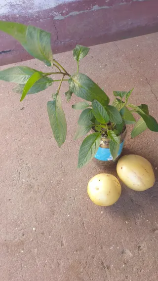 Pés de Pera Meloa trepadeira