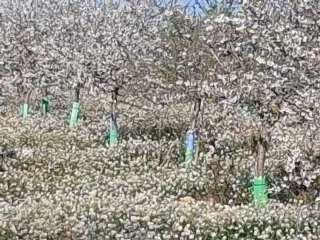 Huertos de almendros en flor para reportajes