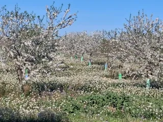 Huertos de almendros en flor para reportajes