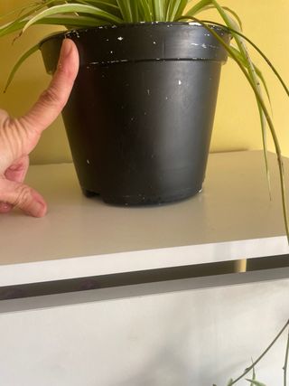 Planta Aloe Vera y Cinta