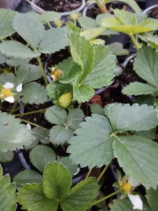 Plantas de fresa