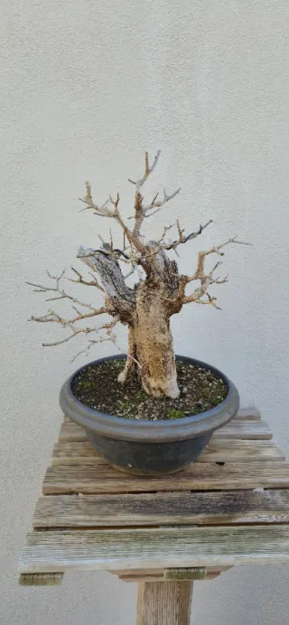 Bonsái Granado Autóctono