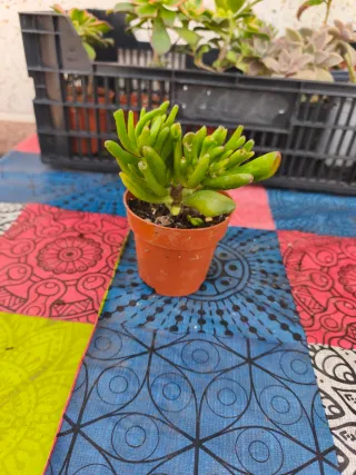 Crassula Ovata Gollum( oreja de shrek)