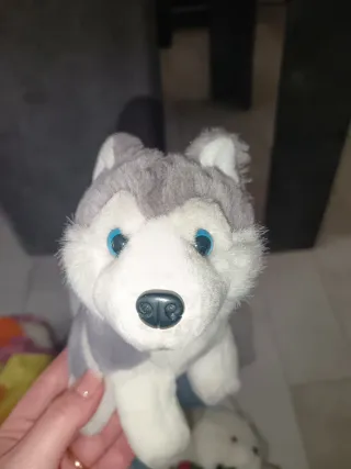 Peluche cane husky