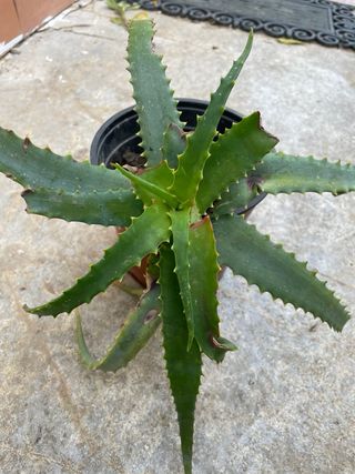 Aloe in vaso