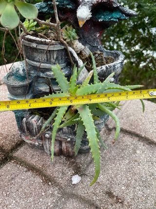 Aloe in vaso
