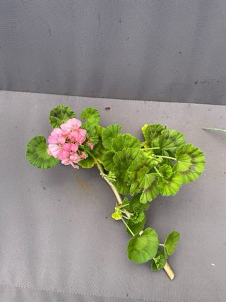 Pianta di Geranio Rosa