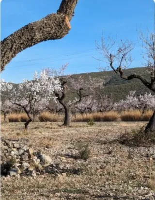 Terreno secano Almendros 7000 m²