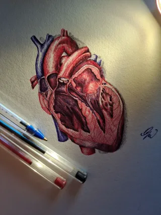Originale disegno anatomico cuore: studio medico