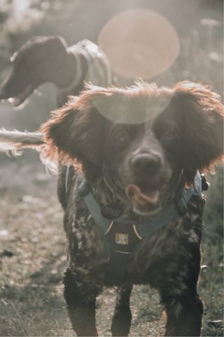 Sesión de fotos con tu mascota que no olvidarás