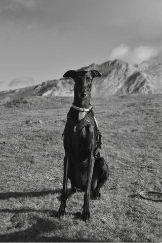 Sesión de fotos con tu mascota que no olvidarás