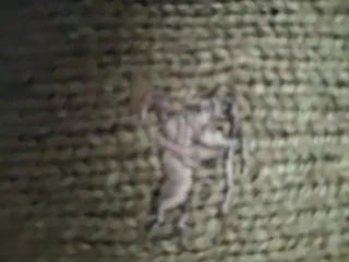 Jersey Burberry Verde