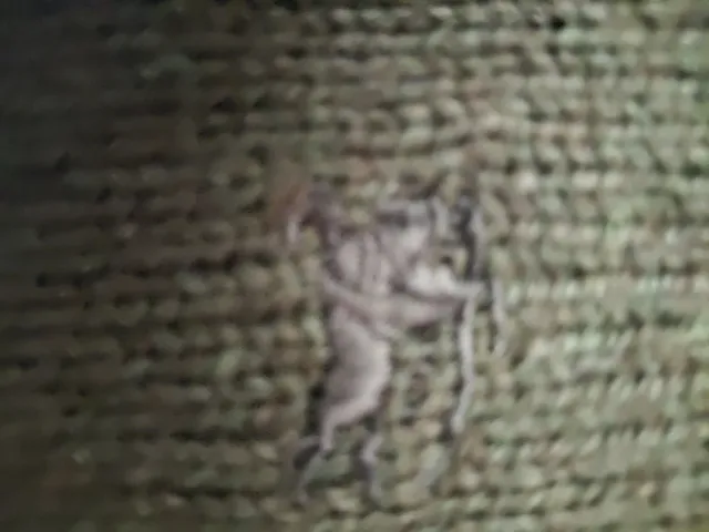 Jersey Burberry Verde