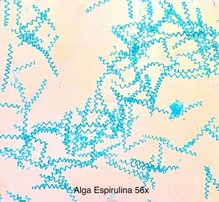 Microscopio Lomo MBR-1