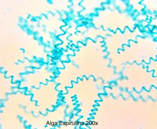 Microscopio Lomo MBR-1