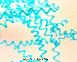 Microscopio Lomo MBR-1