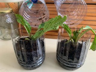 Pack de consuelda rusa