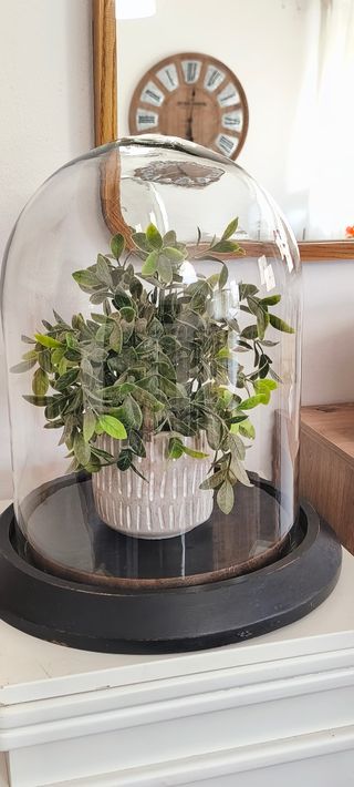 Redoma Gigante Vidro e Madeira Maciça