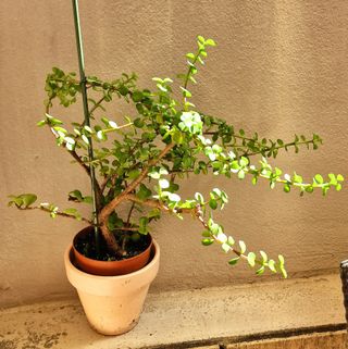 ARBOL DE LA ABUNDANCIA EN MACETA DE 15cm