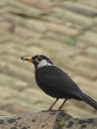 Cámara de Fotos Canon PowerShot SX620 HS