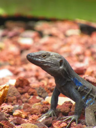 Cámara de Fotos Canon PowerShot SX620 HS