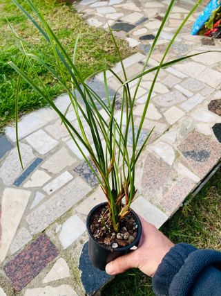 Maxillaria tenuifolia