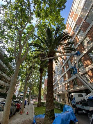 Jardinero Profesional - Mantenimiento, Podas y Limpieza