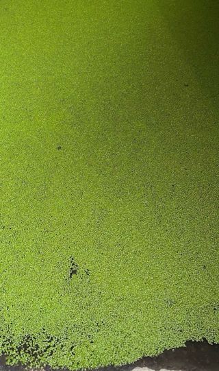 Lenteja de agua (Grandes porciones)