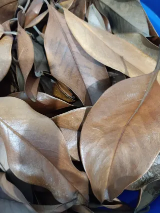 HOJAS DE MAGNOLIO SECAS, ACUARIOS, TERRARIOS......