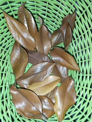 Hojas de Magnolio Secas para Acuario/Jardín