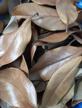 Hojas de Magnolio Secas para Acuario/Jardín
