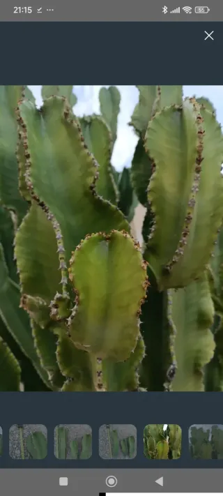 2 esquejes cactus candelabro 30-40 cm