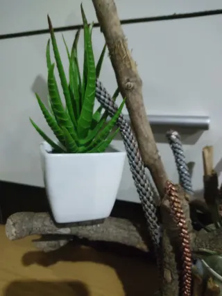 Decoración de madera pura naturaleza ramas/macetas