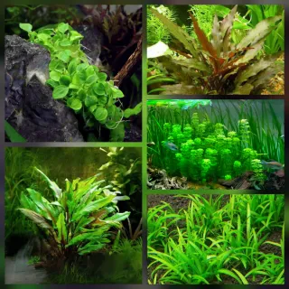 Pack 40x | 7 Espécies Plantas Aquário Low Tech