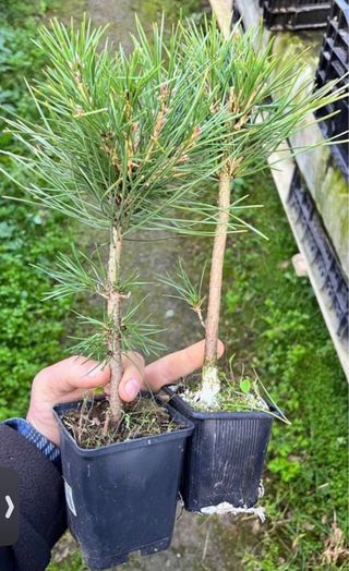 2 pre Bonsai Pino Thunbergi Kuromatsu